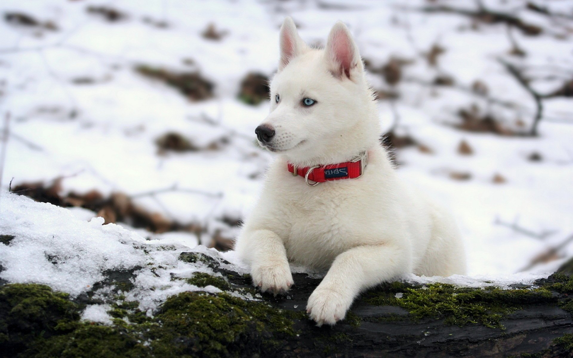 chien husky hiver