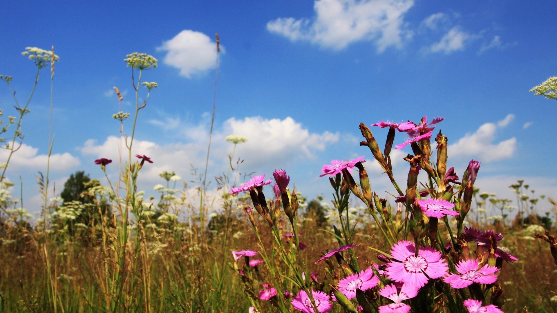 kwiaty creativing wiosna trawa natura ciepło creativing