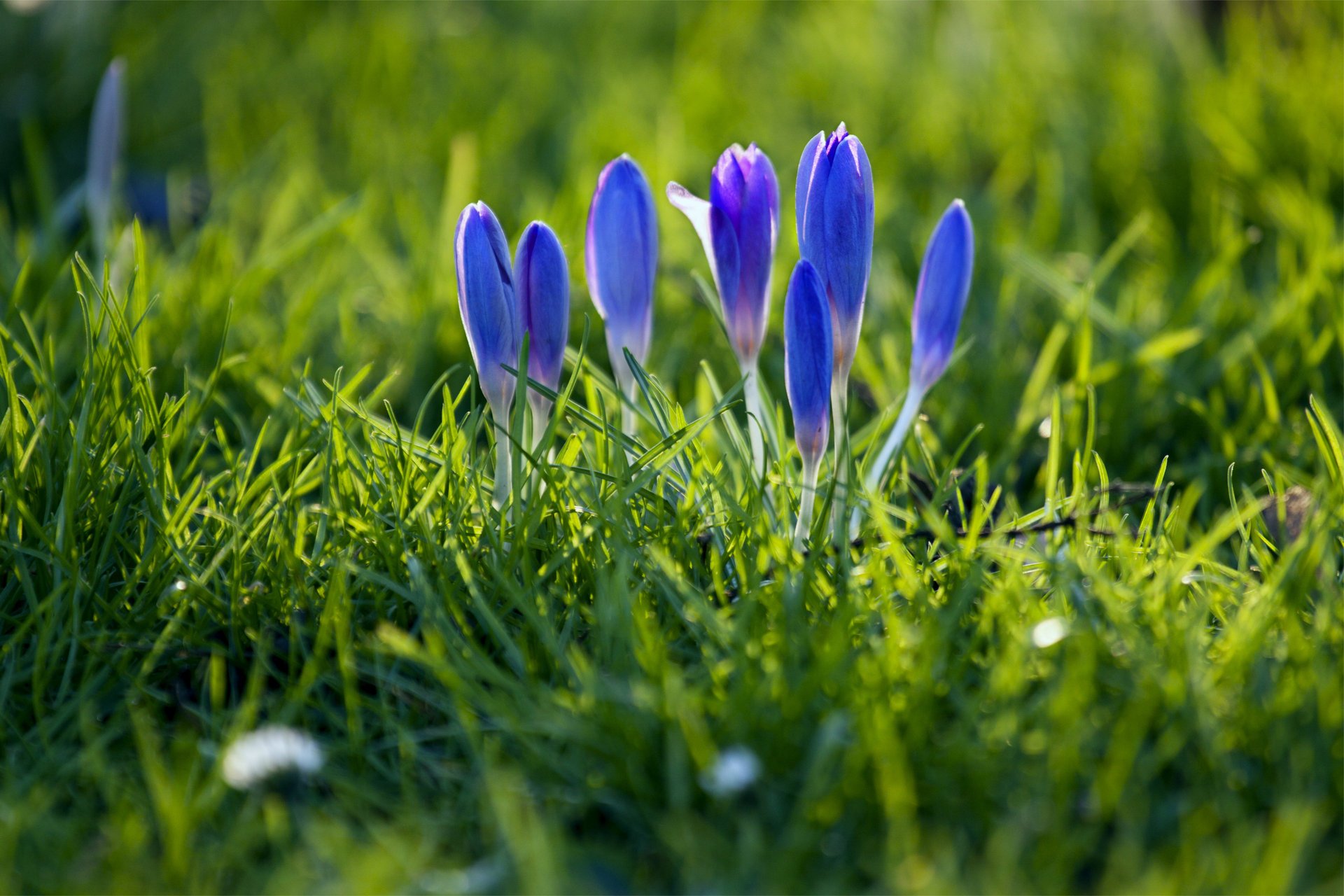 crocuses buds petals blue grass spring macro