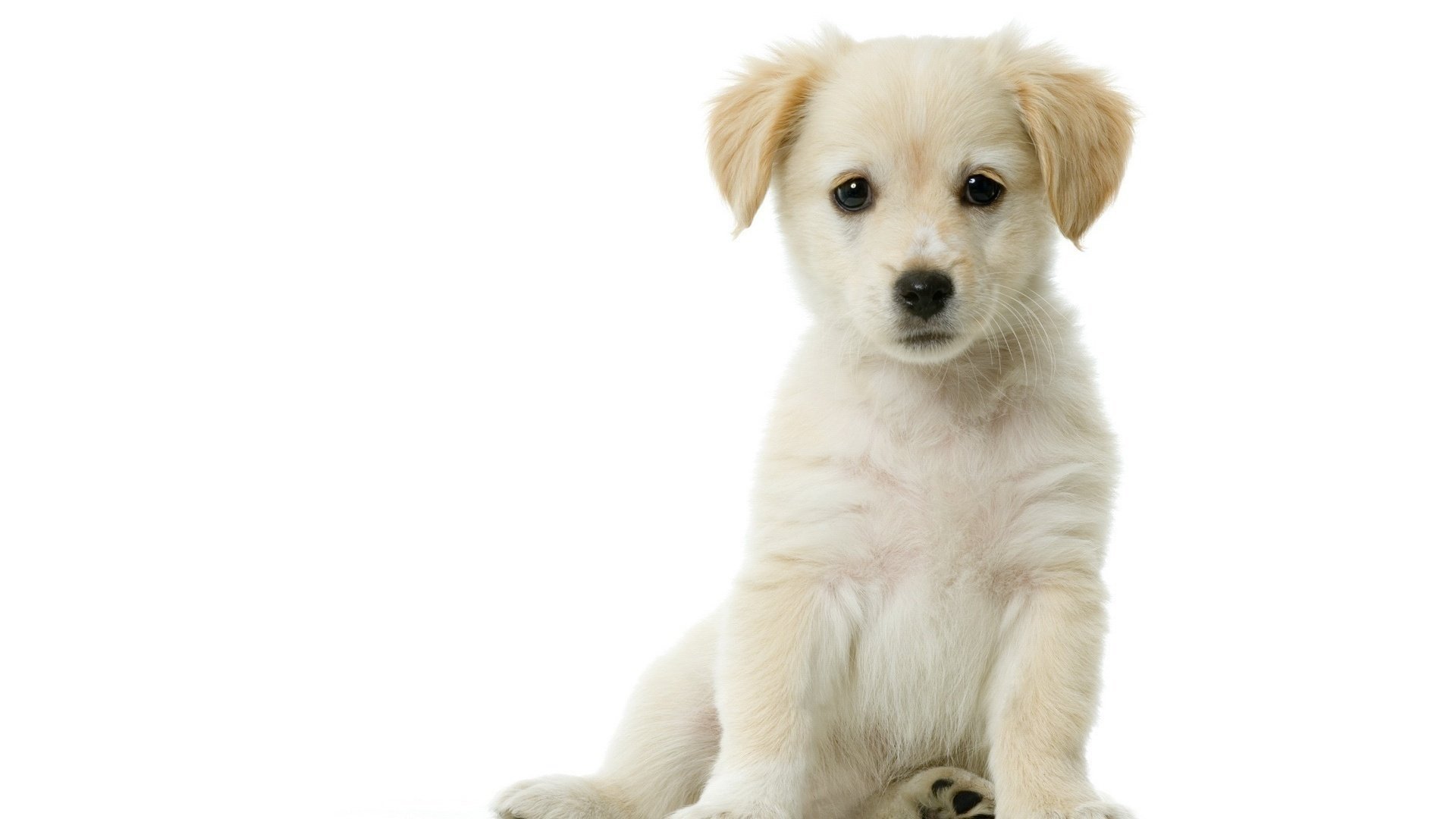 puppy white background white sitting