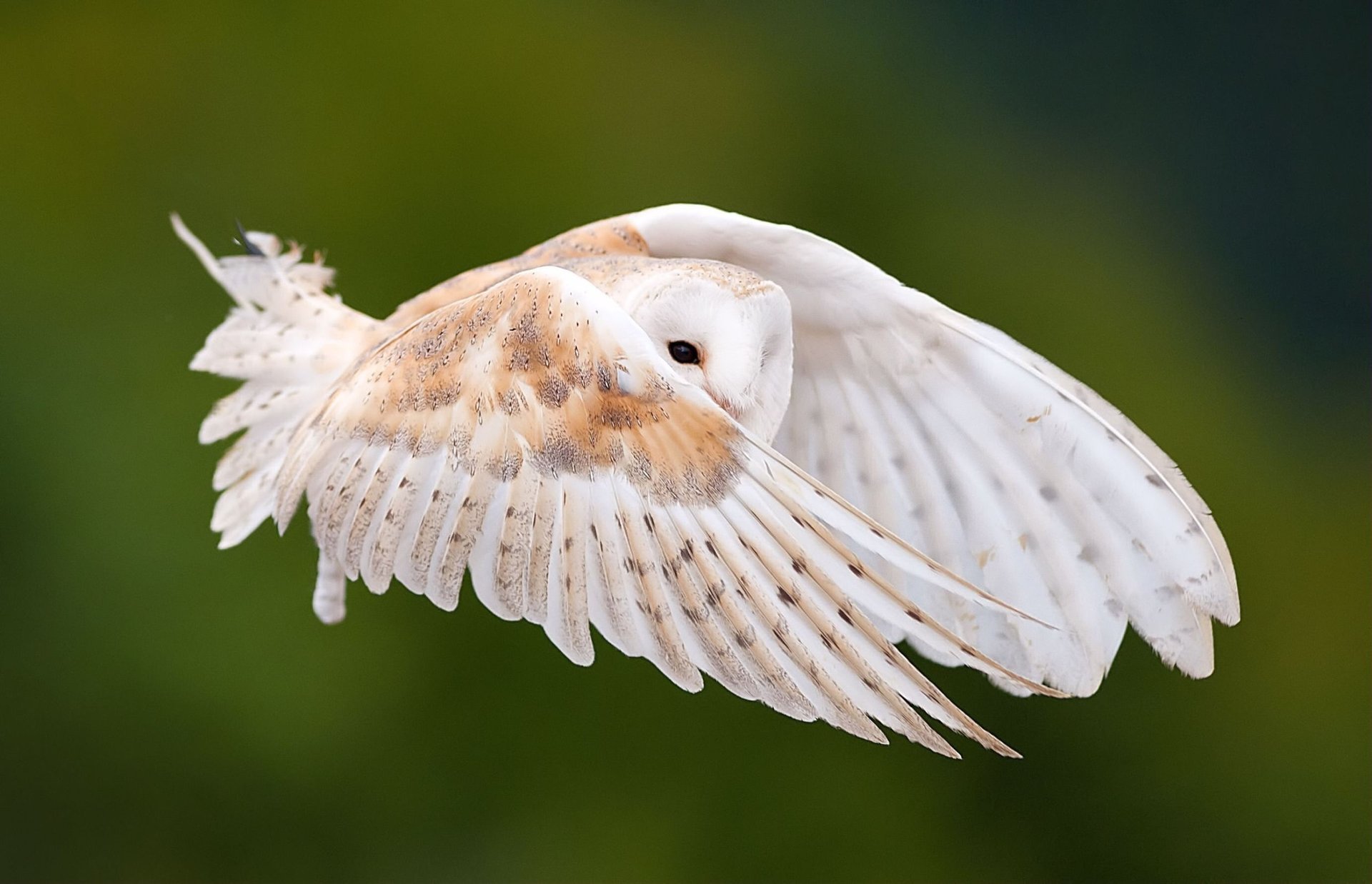 eule vogel flügel federn schwingen fliegen schauen