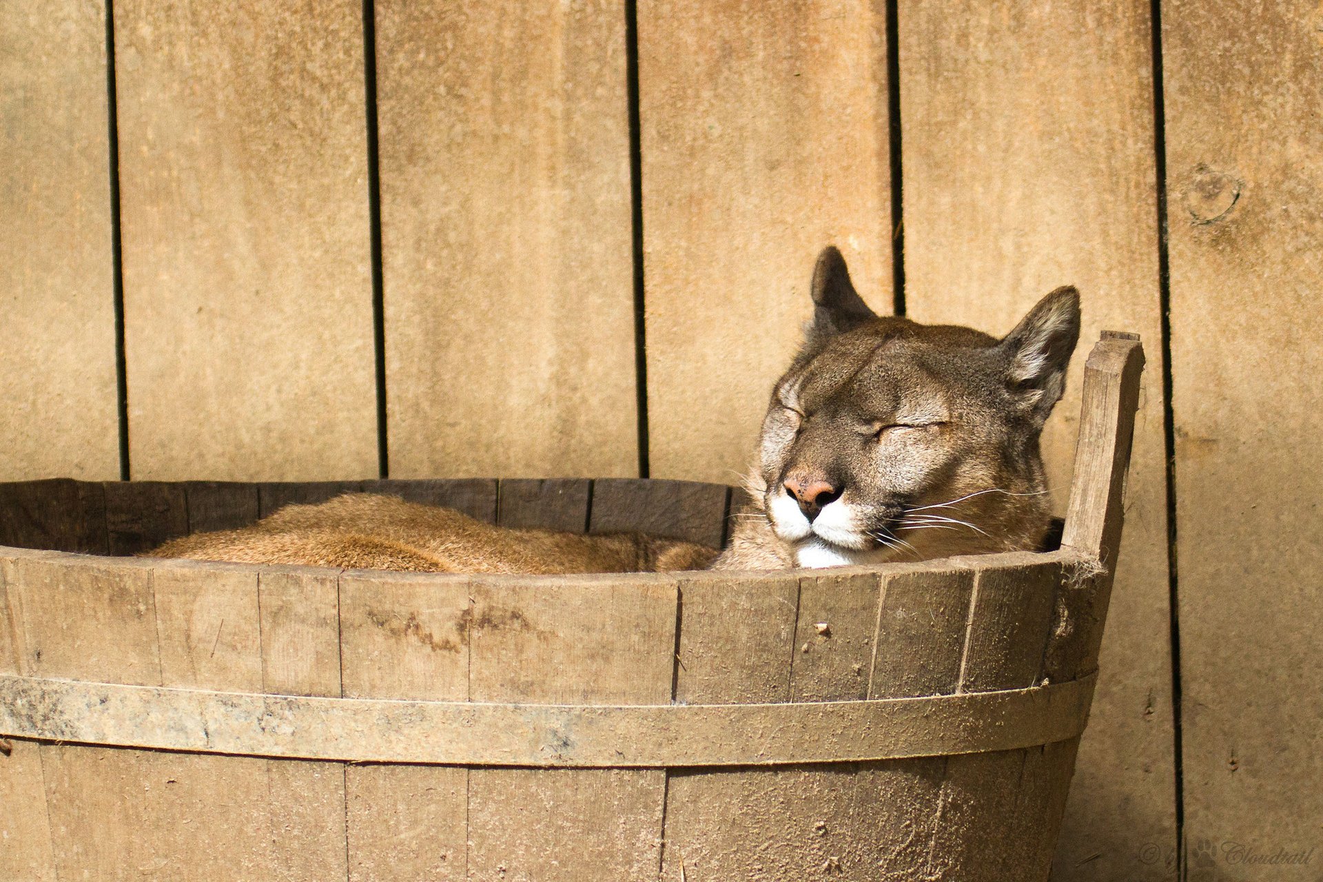 couguar museau se trouve lion de montagne couguar repos baignoire