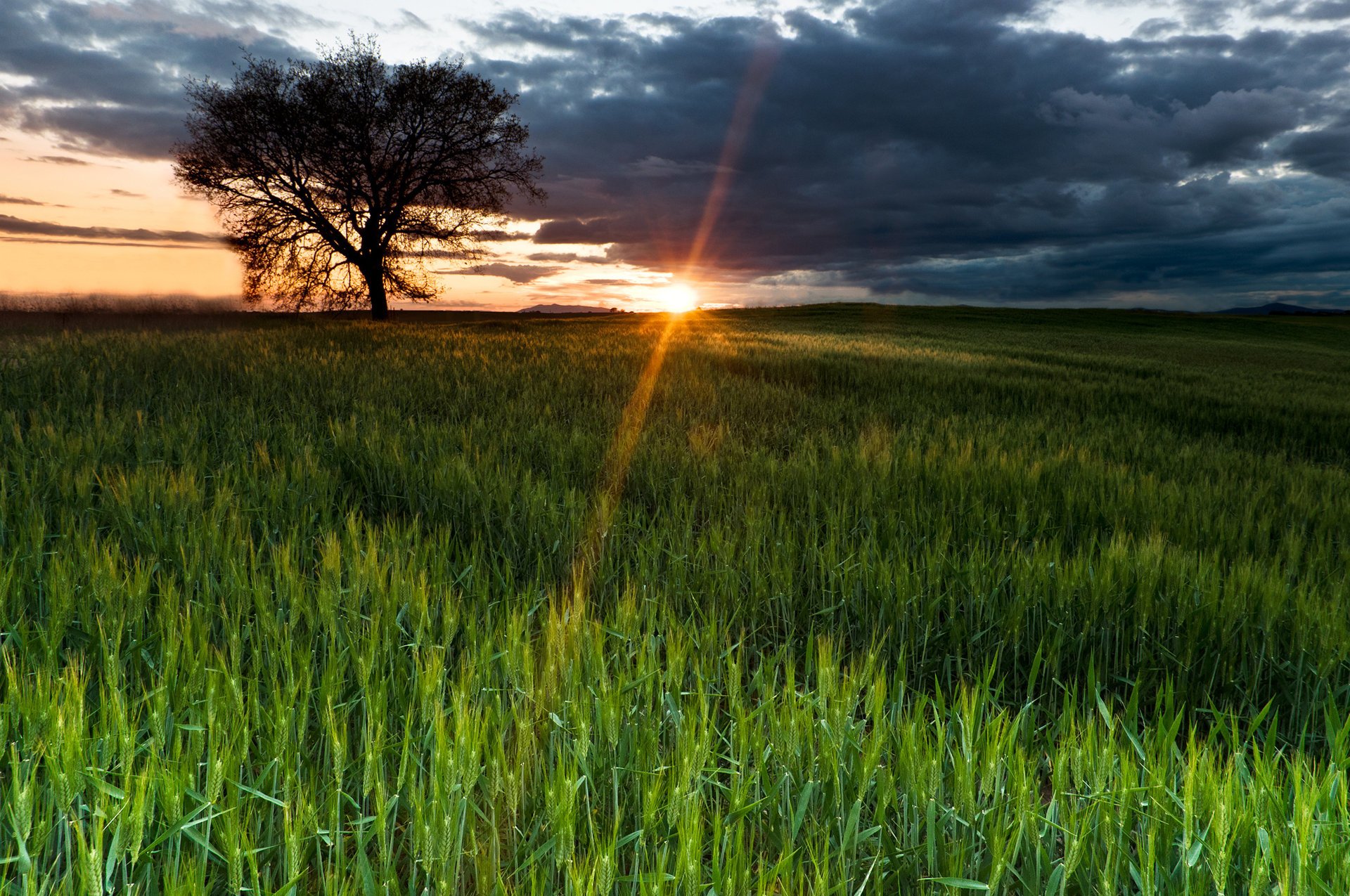 the sun the sky field rays nature