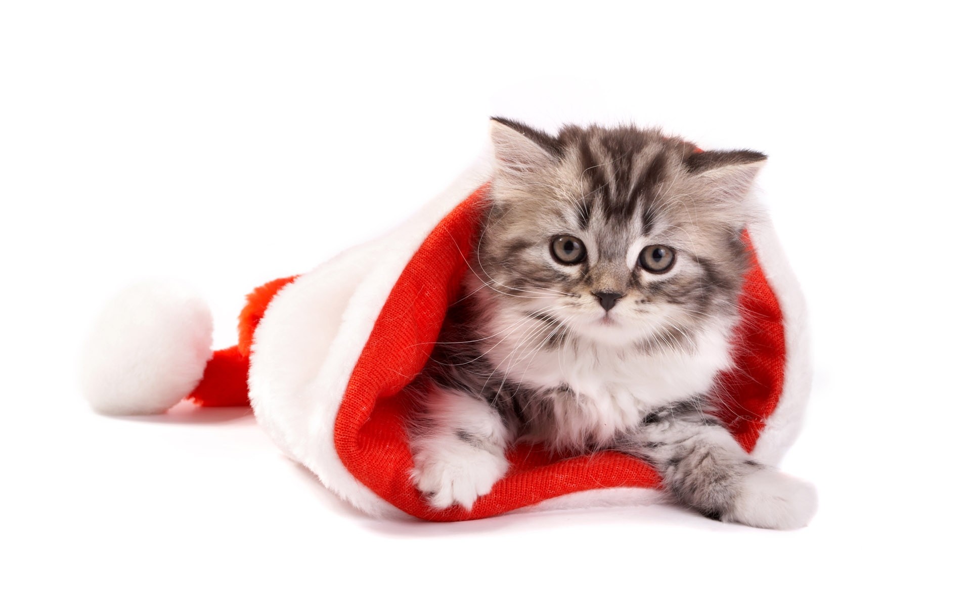 kitten new year white background