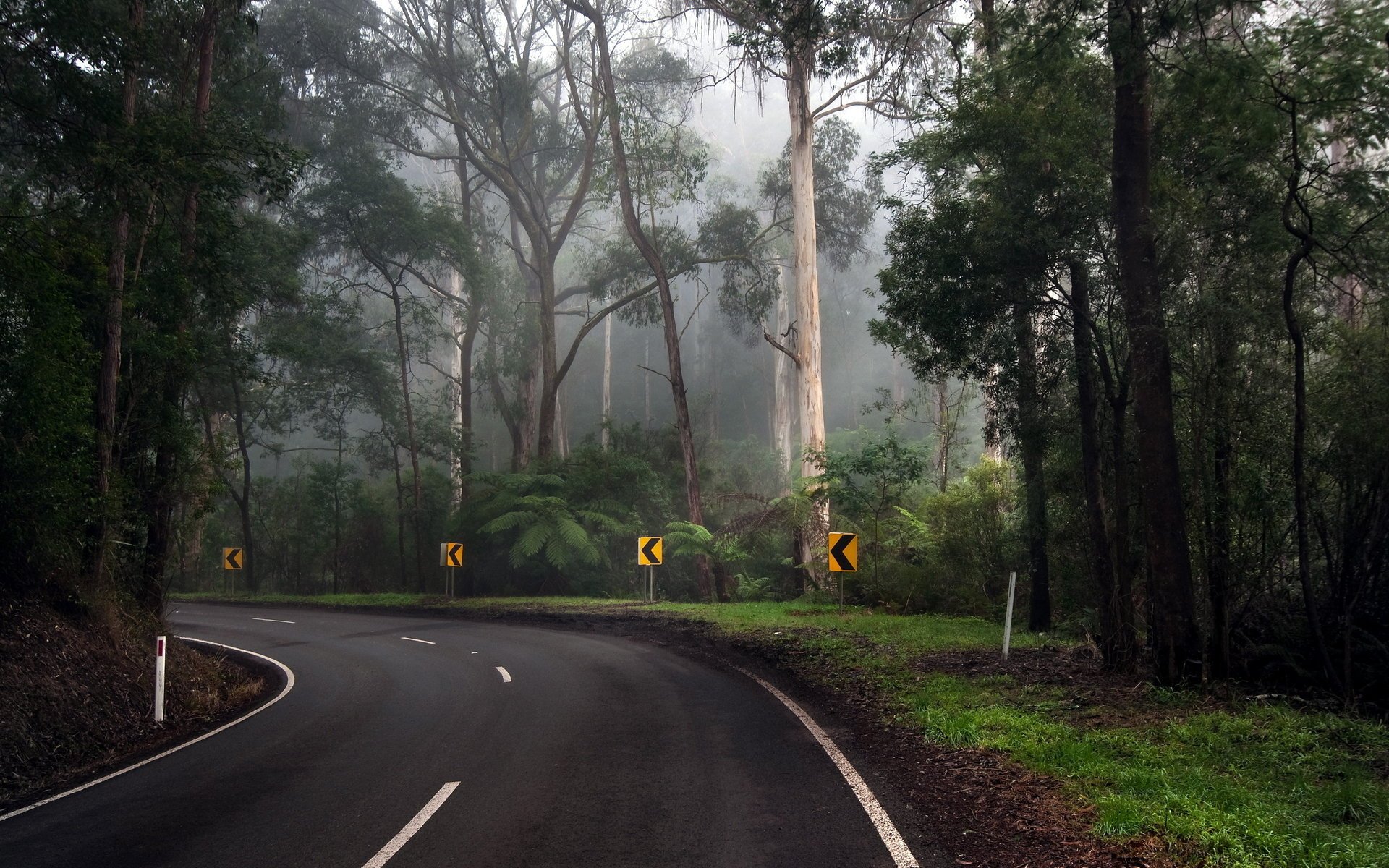 strada foresta alberi svolta