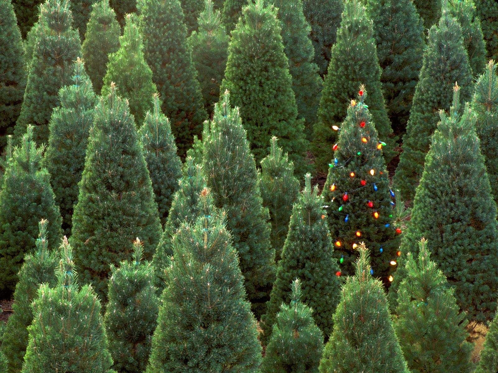 neujahr weihnachtsbaum dekoration lichter grün wald