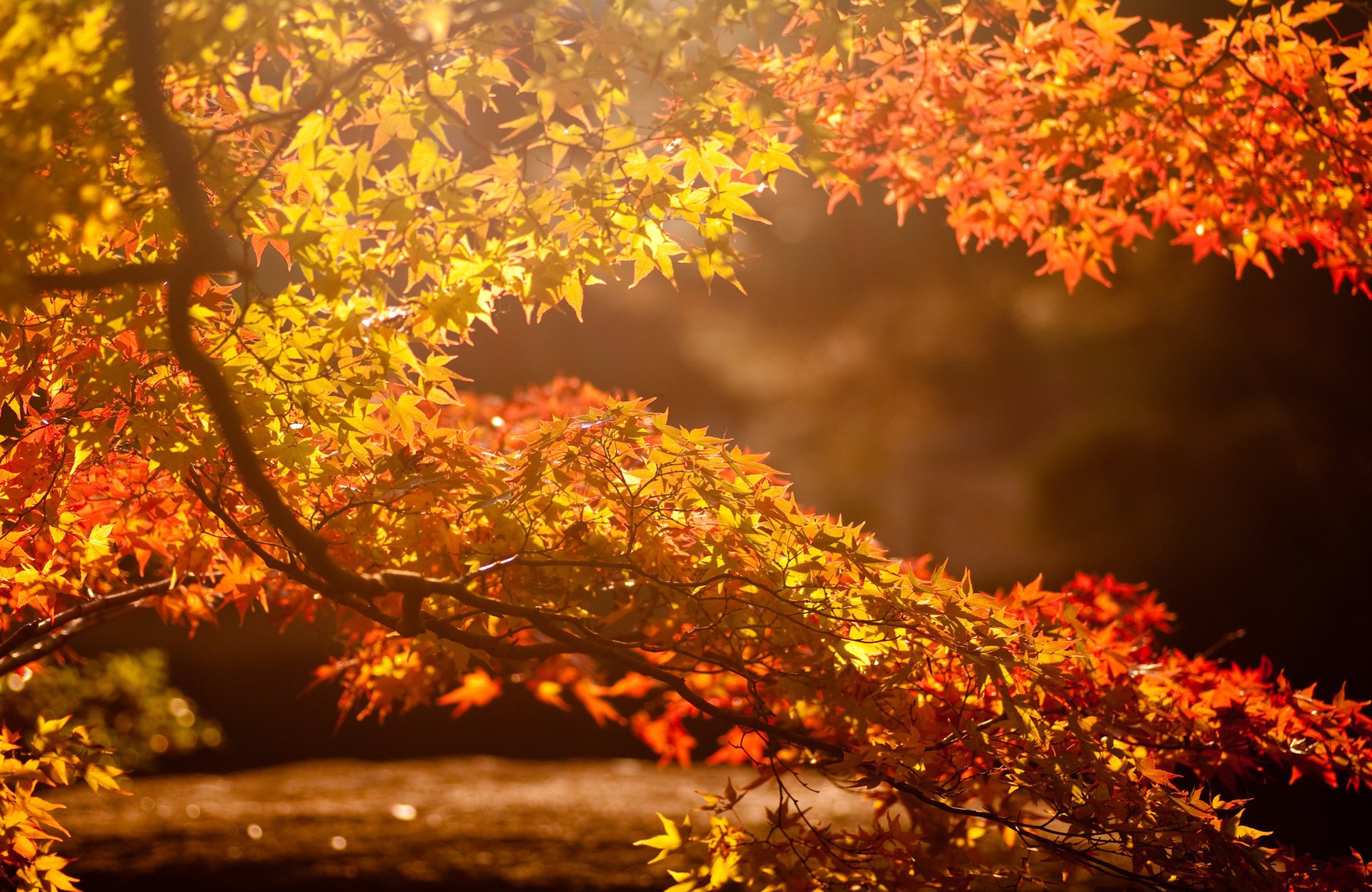 árbol sol resplandor rama fondo hojas otoño