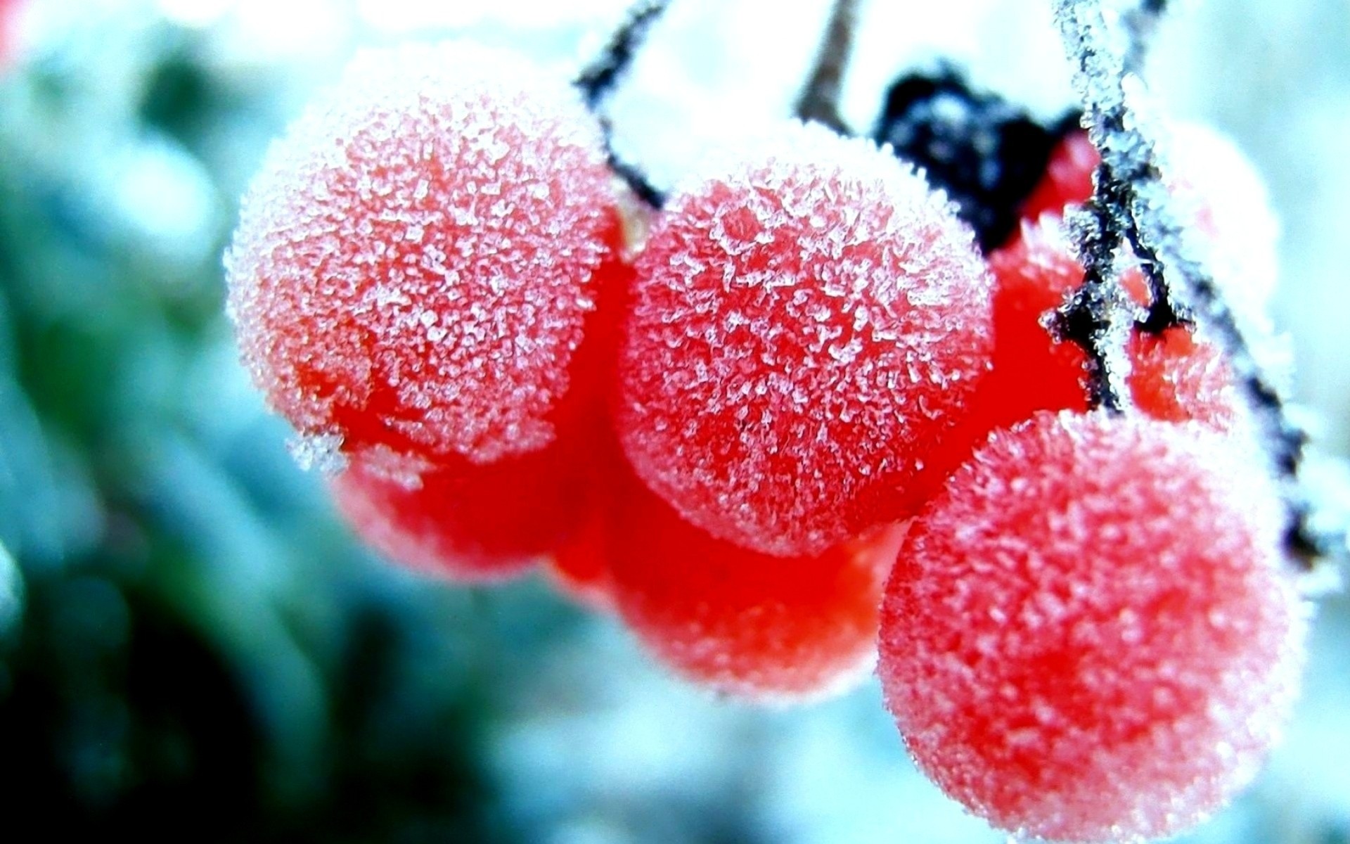 nature berries red snow winter frost