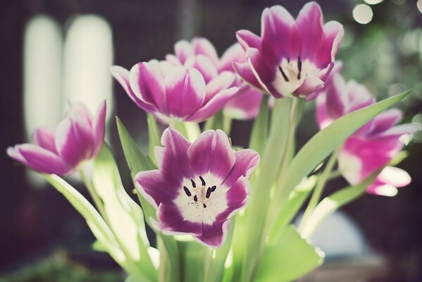 Delicados pétalos de tulipanes blancos morados