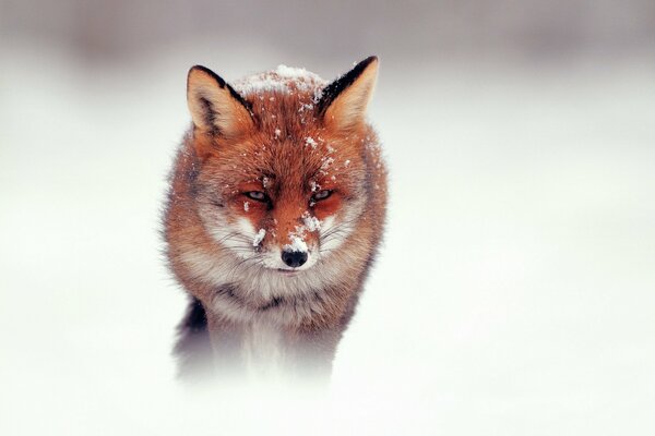 Zorro triste en invierno en la nieve