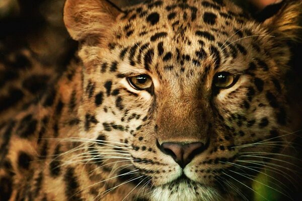 Selvaggio bel leopardo, questa è la grazia stessa