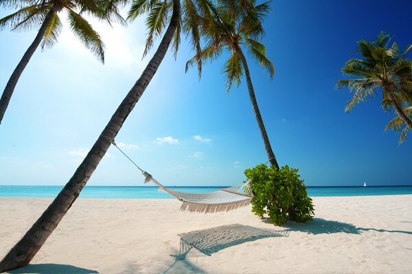 Hammock under palm trees on a summer beach