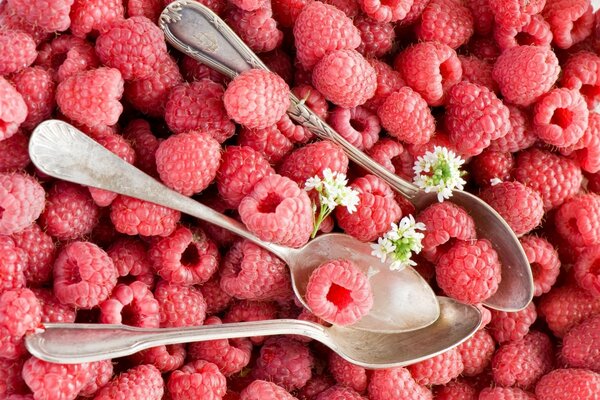 Dessert spoons in harvested raspberries