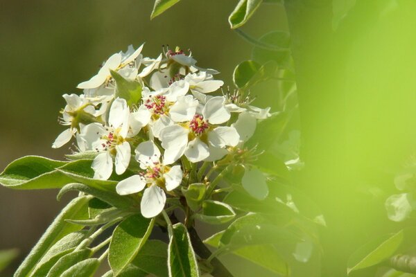 Flor de pera de primavera sobre fondo verde