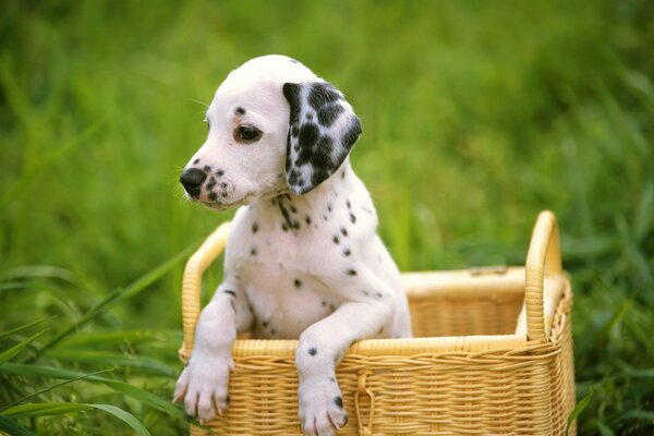 Cachorro dálmata en una canasta en la naturaleza en la hierba