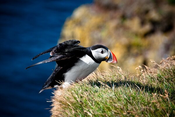 Uccelli luminosi, vicolo cieco, animali dell Artico