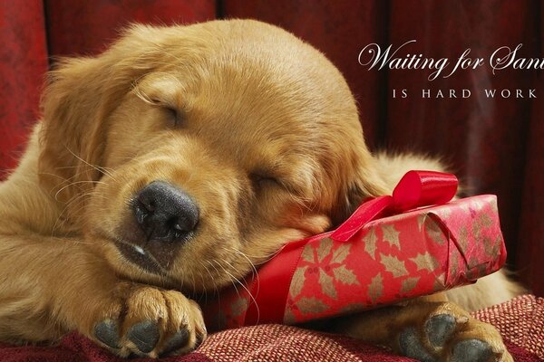 The puppy sleeps with his head on the gift