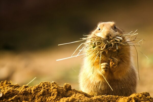 Ein flauschiges Nagetier hat einen vollen Mund von trockenem Gras geerntet