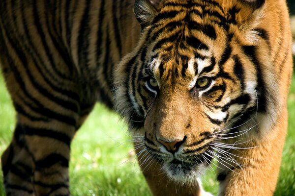 Un enorme tigre con una mirada depredadora cansada