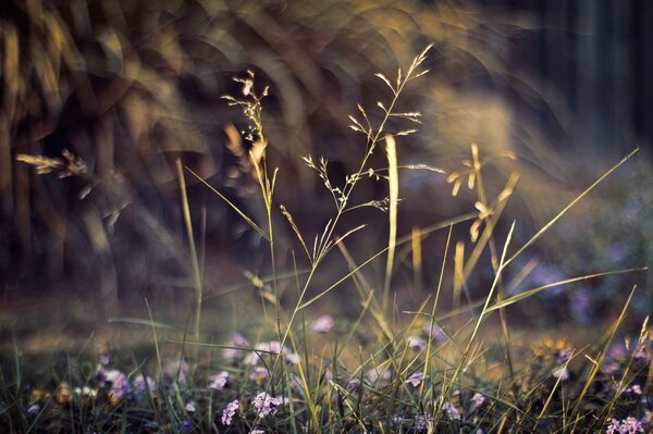 Field plants. Macro shooting