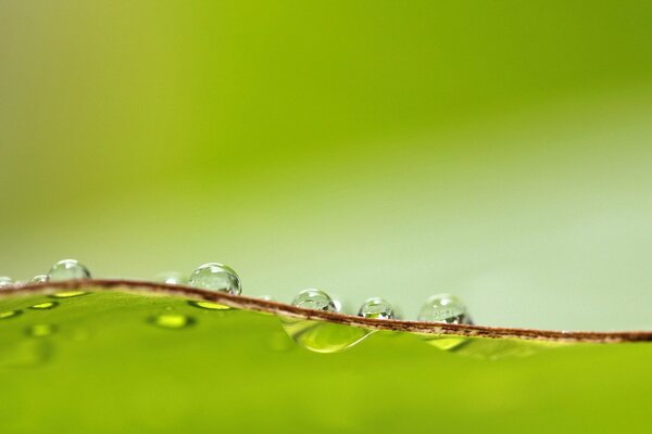 Dew drops. Macro shooting