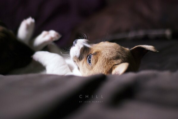 Chiot couché sur une couverture souple