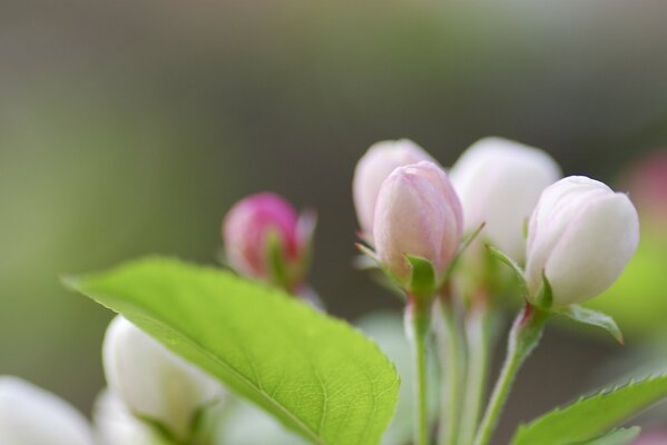 Boccioli di fiori. Riprese macro