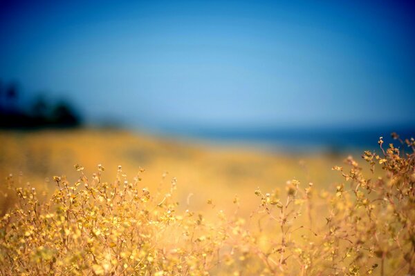 A yellow plant in a yellow field against a blue sky background