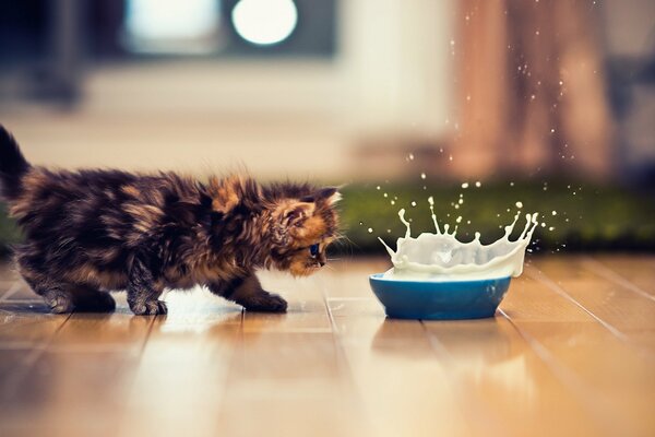 Un gatito asustado se escabulle a un tazón de leche rociada