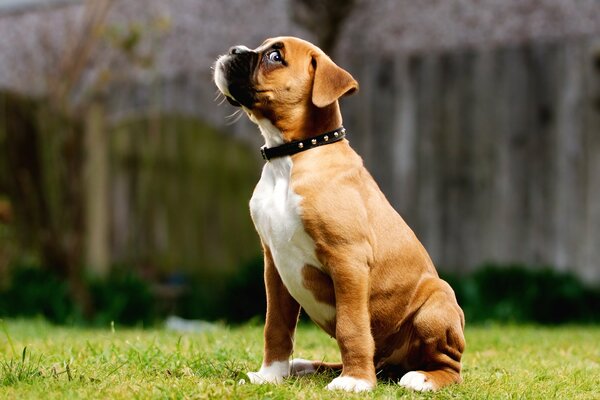 El cachorro que Mira a iskosa claramente está tramando algo