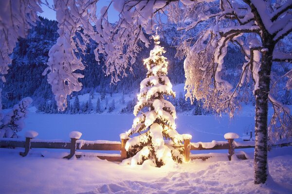 Christmas tree and lights in the snow in winter