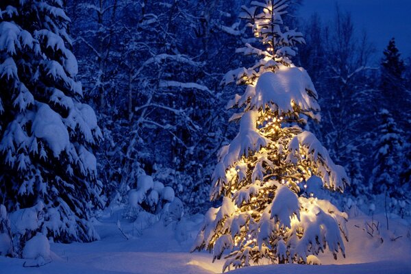 Weihnachtsbaum mit Lichtern im Wald