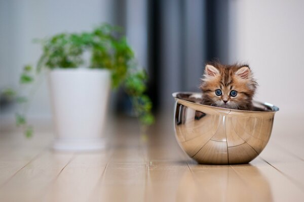 A cat in a metal bowl, a pot of herbs