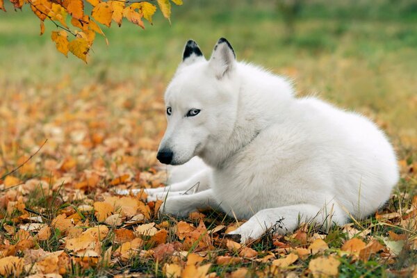 Weißer Husky im Herbst auf herabfallendem Laub