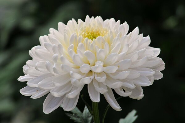 Large white chrysanthemum flower