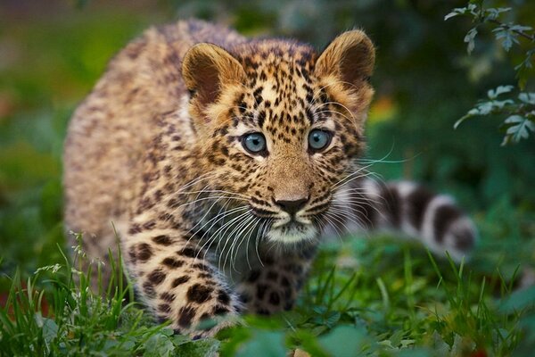 Leopardenjunge im Gras versteckt