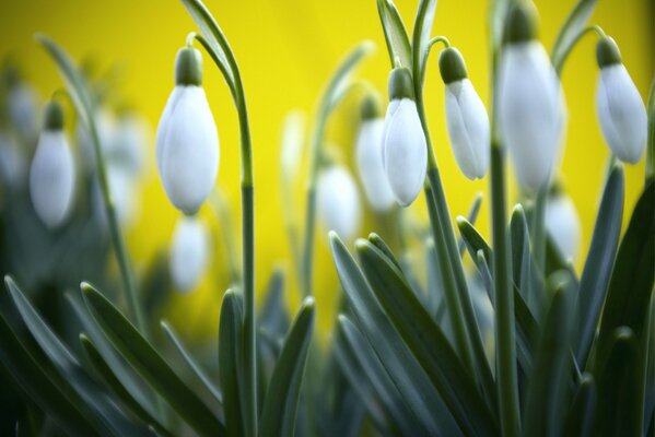 Campanillas de invierno de primavera sobre fondo borroso amarillo