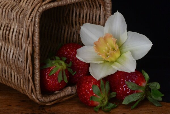 Strawberries scattered from the basket