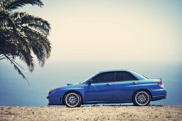 A blue Subaru car stands by a palm tree