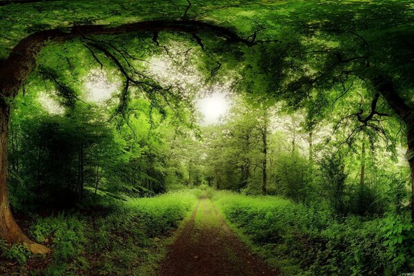 Grüner Wald mit Pfad auf Hintergrund