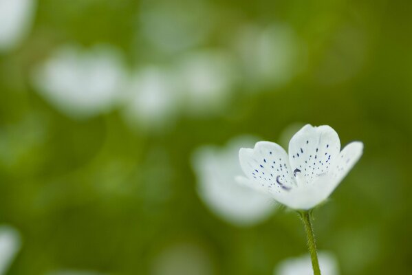 Pequeña flor blanca sobre fondo verde