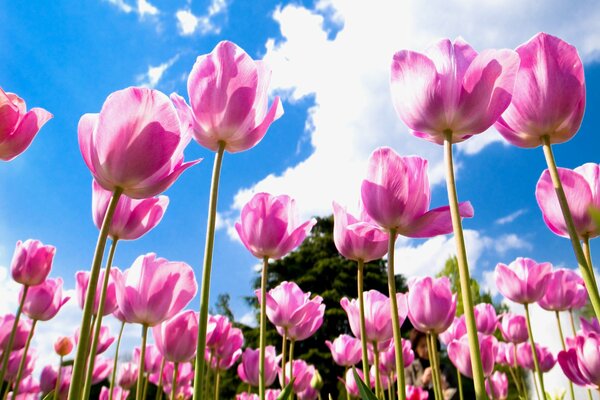 Pink tulips on the background of clouds