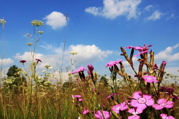 Le printemps est venu autour de l herbe fleurissent les fleurs et la beauté