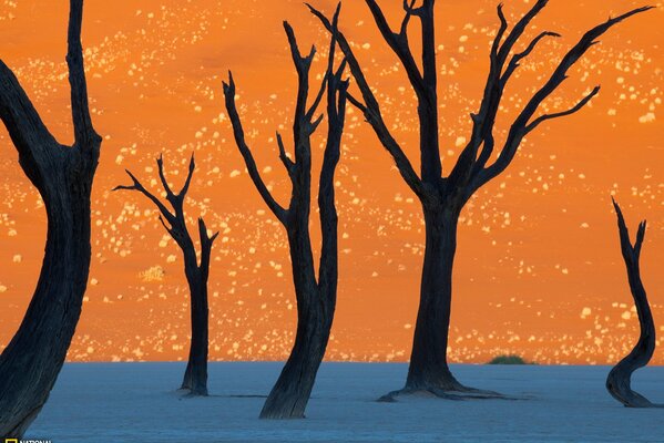 Drawing of trees orange blue