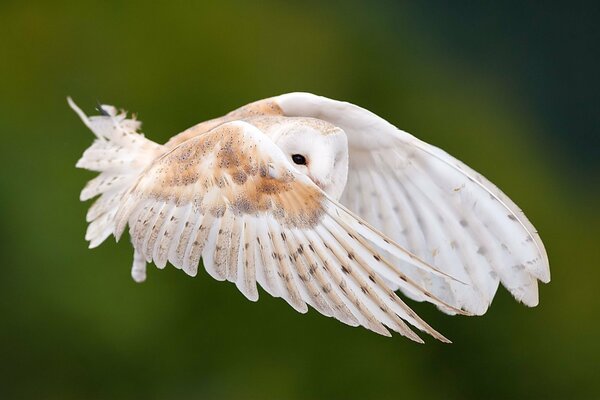 Le hibou a déployé ses ailes en vol