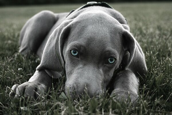 Ein Hund, der sich im Gras versteckt