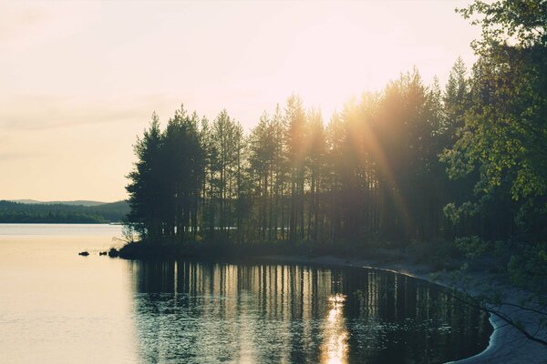 Wald bei Sonnenschein am See