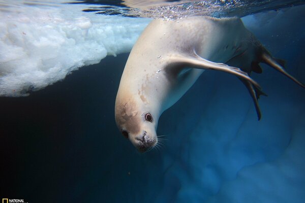 National geographic animales marinos del Norte