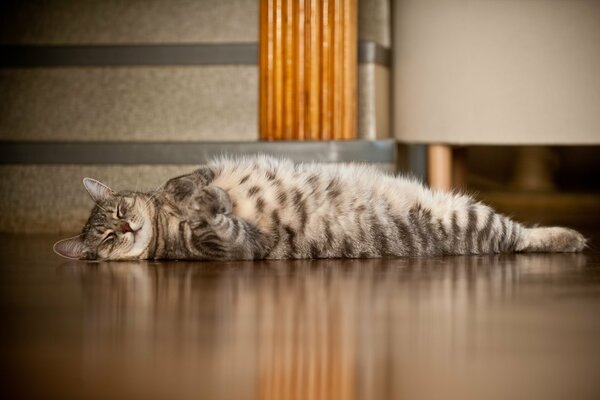 Die Katze liegt auf dem Rücken auf dem Boden