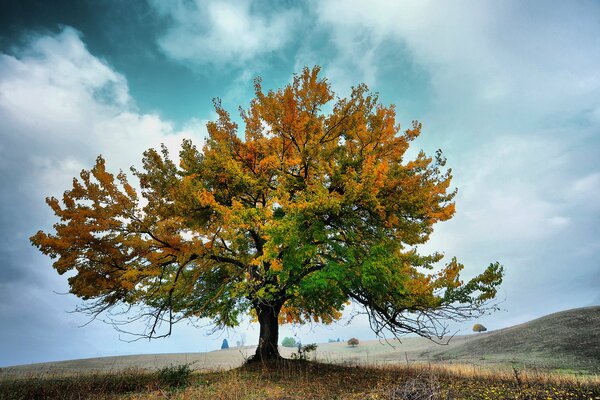 Albero autunnale su uno sfondo di nuvole